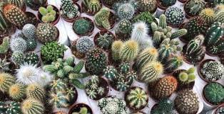 What happens if you give a cactus too much water? 7 Tips To Keep Your Small Succulents And Cacti Alive And Thriving