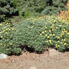 Image result for Euryops