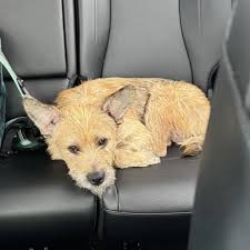 Rescuers found Walter in an empty yard so starved that every bone showed  and he could barely lift his head—he'd even eaten batteries and glass to  survive.