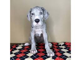 Find the perfect great dane puppy for sale in kentucky, ky at puppyfind.com. Great Dane Puppies For Sale In Paducah Ky