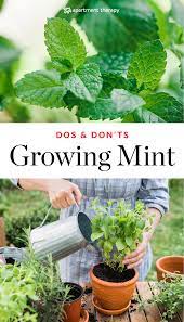The Dos Don Ts Of Growing Mint Growing Vegetables Home Vegetable Garden Growing Mint