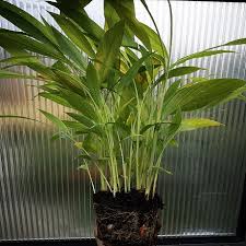 Maybe you would like to learn more about one of these? Turmeric Live Plant Curcuma Longa For Sale
