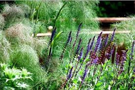 Paul Ridley Design Early Summer Planting Bronze And Purple Garden Design Garden Plants