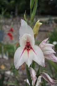 Gladiolus Lucky Star Gladiolus Summer Flowers To Plant Fragrant Flowers