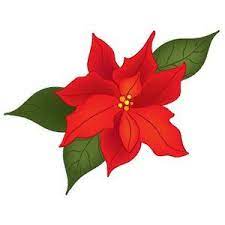 Pin On Poinsettia