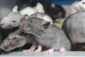 One southern california pest control company believes its jump in calls regarding rats may be due to the coronavirus pandemic. Diy Rodent Control Myths Busted Ask Mr Little