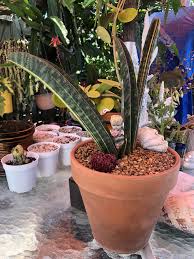 Image result for Sansevieria hallii