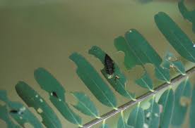 Image result for Sesbania pachycarpa