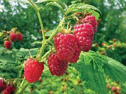 We did not find results for: Coming Spring 2022 Raspberry Heritage Dormant Plant Migardener