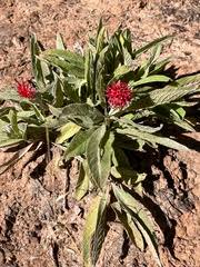 Image result for Pleiotaxis