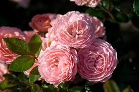 They have a gently spreading growth habit, and will even drape over rock walls. The Collection Drift Roses