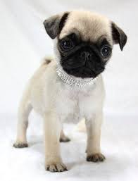 Puppyfinder.com is your source for finding an ideal pug puppy for sale in south carolina, usa area. Pin On Pets