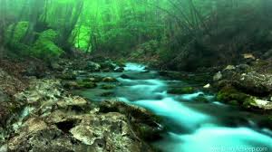 Forest Creek Nature Sounds 11 Hours For Stress Relief Relaxation Sleeping Nature Sounds Meditation Music Nature