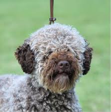 Live the amazing life of a dog owner and opt for one of our lagotto romagnolo puppies for sale. Lfxlifi6hmkijm