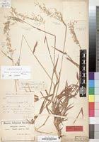 Image result for Melinis ambigua