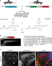 Tamoxifen prevents the recurrence of breast cancer and is also beneficial against bone demineralization as e2, tamoxifen is able to accelerate endothelial healing, but in contrast to e2 In Vivo Performance And Properties Of Tamoxifen Metabolites For Creert2 Control
