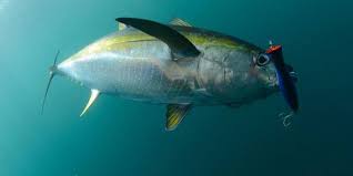 صور سمك التونة رمزيات و خلفيات سمكة التونة ميكساتك Fish Pet Pets Photo