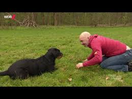 Für suchspiele sind hunde immer zu haben, vor allem wenn es etwas leckeres zum futtern gibt. Richtig Spielen Mit Hunden Wdr Youtube