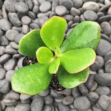 Image result for Crassula rhodesica