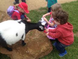 We bring lots of feed (sweet feed, apples, carrots, etc.) as well as milk bottles (for calves. The Zoo Zsl London And Whipsnade Zoo Blueberries And Broccoli