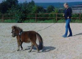 A miniature horse rather than pony type, the falabella takes its name from the falabella family who developed the horse at its ranch in argentina. A Horse A Horse A Smart Car For My Horse Two Foot High Argentinian Falabella Is Too Small For A Horsebox So Gets About In The Back Of Smallest Car On The
