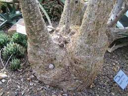 Image result for Sesamothamnus lugardii