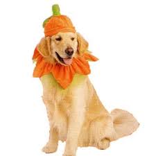 Dog Pumpkin Costume With Hat Xl Xxl 14 99 Golden Retriever Halloween Costumes Pet Costumes Dog Pumpkin