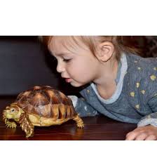 Tortoise Forum