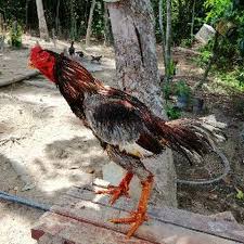 Kesemua ayam diatas adalah sebahagian koleksi di reban sahabat saya. Ayam Batang Kaki Farm Youtube