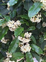 Come shop the best and biggest selections for flowering trees at of our many magnolia grandiflora 'little gem'. Victorian Box Blooms Out En Masse San Francisco Trees