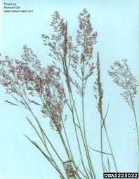 Image result for Agrostis products