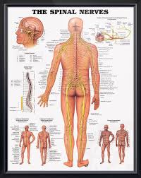 the spinal nerves chart 20x26 spinal nerves anatomy nerve