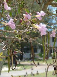 Image result for Tabebuia heterophylla