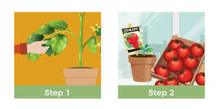 Nov 28, 2018 · smaller tomatoes, such as cherry or grape, grow on vigorous plants and usually produce high yields. Grow Tomatoes Indoors Jobe S Company
