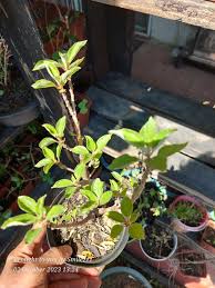 Image result for Pouzolzia mixta