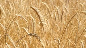 You can see the amount of wheat produced has fallen across the country, with just a few small green spots marking increased. Growing Grain Harvesting Threshing Winnowing Storing Organic Gardening Blog Grow Organic