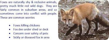 How To Keep Foxes Away From Your House Yard Garbage Shed Chickens Backyard Pet Chickens Fox Species