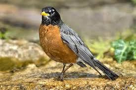American Robins Migrating 12 Days Earlier Than They Did 25 Years Ago In 2020 American Robin Animal Facts Robin