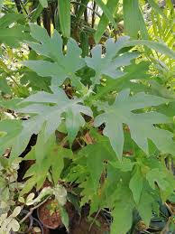 Check spelling or type a new query. Montanoa Bipinnatifida Tree Islamabad Nursery Farm Facebook