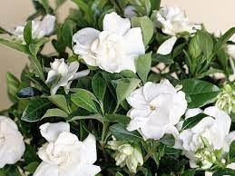 Gardenia plants will not bloom unless all of their light, water, fertilizer, and soil requirements are met. Gardenia Plant Care Growing Guide