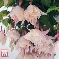 Check spelling or type a new query. Fuchsia Happy Wedding Day Thompson Morgan