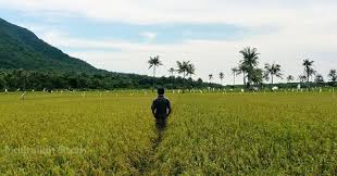 Kala Padi Menguning Di Persawahan Karimunjawa Nasirullah Sitam