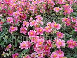 A szárazságtűrése miatt előszeretettel alkalmazzák sziklakerti növények között. Helianthemum Raspberry Ripple Hogendoorn Excellent In Young Plants
