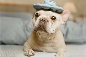 Herbs For The Urinary Tract The Possible Canine