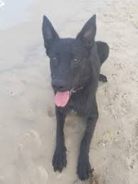 We did not find results for: Stud Dog All Black Belgian Malinois Breed Your Dog