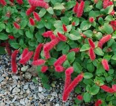 Image result for Acalypha volkensii