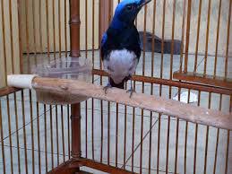Corak ini akan terlihat hitam pekat dengan jumlah yang lebih banyak. Ciri Ciri Burung Tledekan Laut
