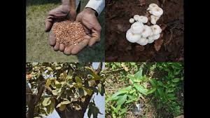 Image result for Dichapetalum edule