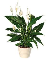 These little flowering plants are easy to recognize by their violet flowers and fuzzy leaves. Peace Lily Peace Lily Plant Easy Care Indoor Plants Indoor Flowers