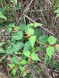 Image result for Croton triqueter